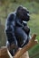 Western lowland gorilla (Gorilla gorilla gorilla).