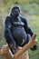 Western lowland gorilla (Gorilla gorilla gorilla).