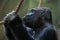 Western lowland gorilla (Gorilla gorilla gorilla).