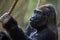 Western lowland gorilla (Gorilla gorilla gorilla).