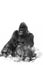 The western lowland gorilla Gorilla gorilla gorilla, an adult large silverback male. Great gorilla isolated on white background
