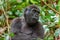 Western lowland gorilla Gorilla gorilla gorilla close up at a short distance.