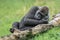 Western lowland gorilla Gorilla gorilla gorilla lying in the grass. Lazy afternoon. Green background.