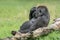 Western lowland gorilla Gorilla gorilla gorilla lying in the grass. Lazy afternoon. Green background.