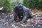 Western Lowland Gorilla - Gorilla gorilla gorilla - Silverback