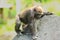 The western lowland gorilla Gorilla gorilla gorilla young in the green grass