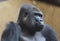 Western lowland gorilla head