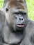 Western lowland gorilla at Jersey Zoo