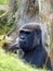 Western lowland gorilla at Jersey Zoo - the silverback