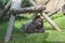 Western lowland gorilla Latin Gorilla lying under the trunks of trees on the green grass on a clear sunny day. Animals mammals