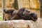 Western Lowland Gorilla Laying Down and  Looking Relaxed at the Gladys Porter Zoo