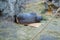 Western Lowland Gorilla lying on paper box