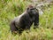 Western Lowland Gorilla in Mbeli bai, Republic of Congo