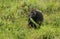 Western Lowland Gorilla in Mbeli bai, Republic of Congo