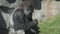 Western Lowland Gorilla munching on grass