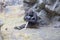 Western Lowland Gorilla playing with a stick