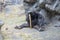 Western Lowland Gorilla playing with a stick