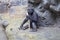 Western Lowland Gorilla playing with a stick