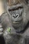 Western Lowland Gorilla Portrait