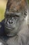 Western Lowland Gorilla Portrait