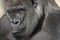 Western Lowland Gorilla Portrait