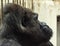 Western lowland gorilla portrait