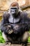 Western Lowland Gorilla posing sitting