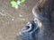 A Western Lowland Gorilla profile