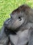 Western lowland gorilla in profile at Jersey Zoo