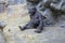 Western Lowland Gorilla relaxing