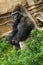 Western Lowland Gorilla relaxing sitting