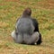 Western Lowland Gorilla - Silverback