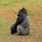 Western Lowland Gorilla - Silverback