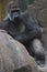 Western lowland gorilla sitting on the ground