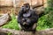 Western Lowland Gorilla sitting on log