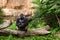 Western Lowland Gorilla sitting on log