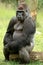 An western lowland gorilla sitting on a log