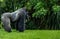 Western Lowland Gorilla Standing in Grass on Sunny Day