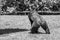 Western Lowland Gorilla Walking Away in Grass on Sunny Day Monochrome