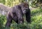 Western lowland gorilla walking at the Dallas Zoo in Texas.