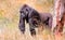 Western Lowland Gorilla walking through the dried grass