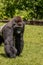 Western Lowland Gorilla Walking in Grass Closeup on Sunny Day