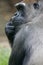 Western Lowland Gorillas