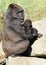 Western Lowland Gorillas - Mother and Baby