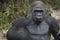 Western Lowland Silverback Gorila