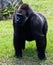 Western Lowlands Gorilla - Gorilla gorilla gorilla