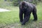 Western Lowlands Gorilla - Gorilla gorilla gorilla