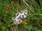 Western marbled white butterfly black white