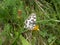 Western marbled white butterfly black white