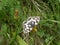 Western marbled white butterfly black white